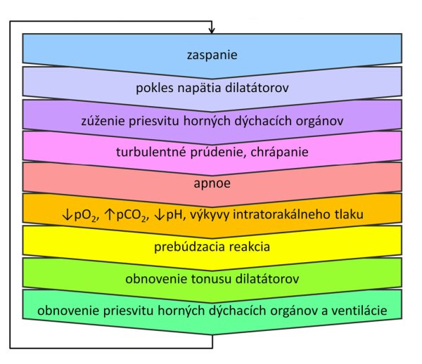 Cyklus vzniku chrápania