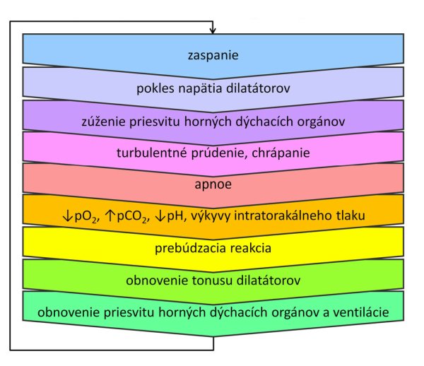 Cyklus vzniku chrápania