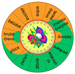 Orgánové hodiny