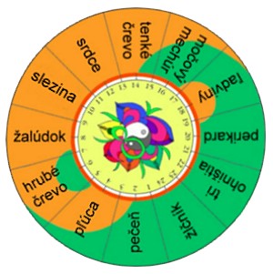 Orgánové hodiny