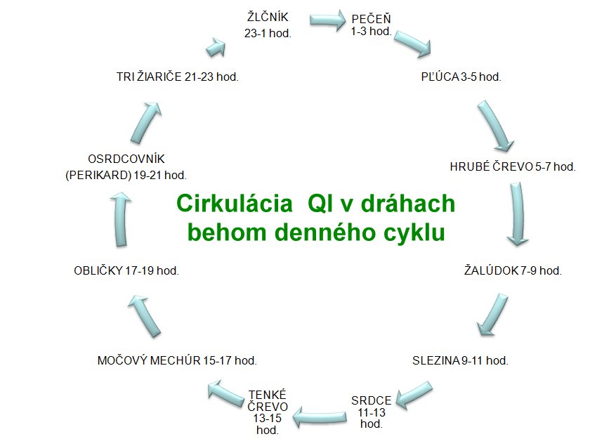 Cirkulácia QI v dráhach behom denného cyklu